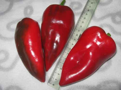Pepper variety Bulgarian