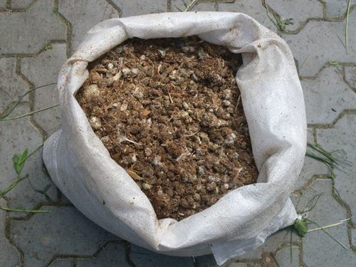 Usare il letame di quaglia come fertilizzante