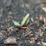 Cechy sadzenia nasion buraków w otwartym terenie