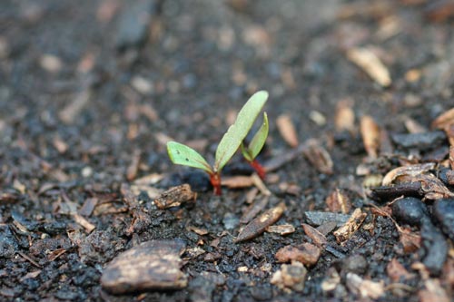 Características de plantar semillas de remolacha en campo abierto.