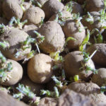 Засаждането на картофи преди зимата е начин да получите ранна реколта