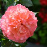 Rose of Augusta Luise