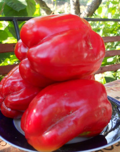 Shorokshary pepper variety