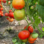 Odmiana pomidora Ałtaj Arcydzieło