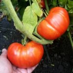 Kapelusz Monomacha odmiany pomidora
