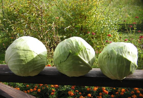 Blizzard cabbage variety
