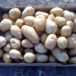 Potato variety Karatop