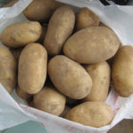 Variedad de patata Kolobok