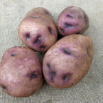 Varietà di patate Sineglazka