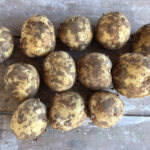 Сорт картофи Венета (Винета)
