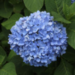 How do I change the color of a hydrangea in my garden?