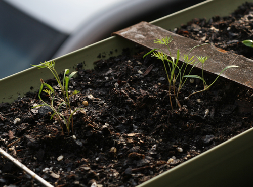Plantar y cultivar eneldo en el alféizar de la ventana.