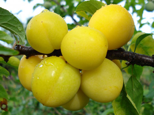 Cherry plum variety Tsarskaya