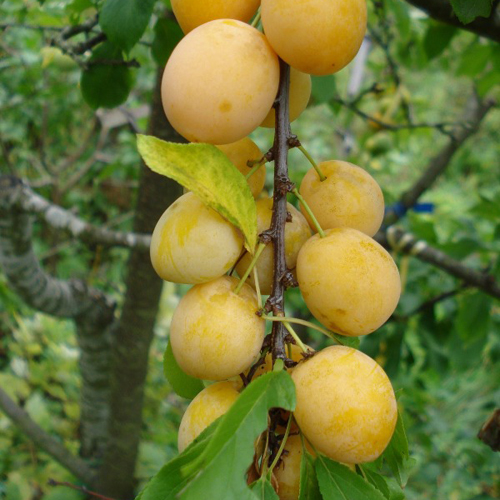 Cherry plum variety Gift to St. Petersburg
