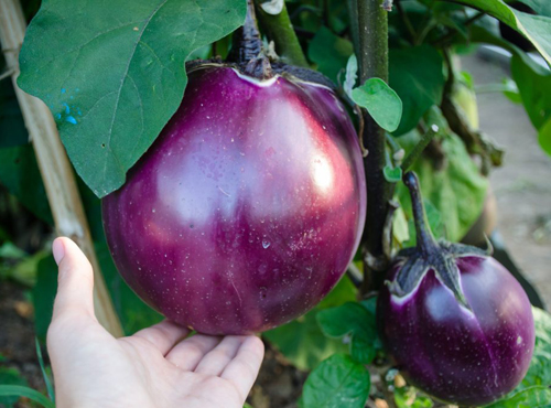 Eggplant variety Bourgeois (F1)