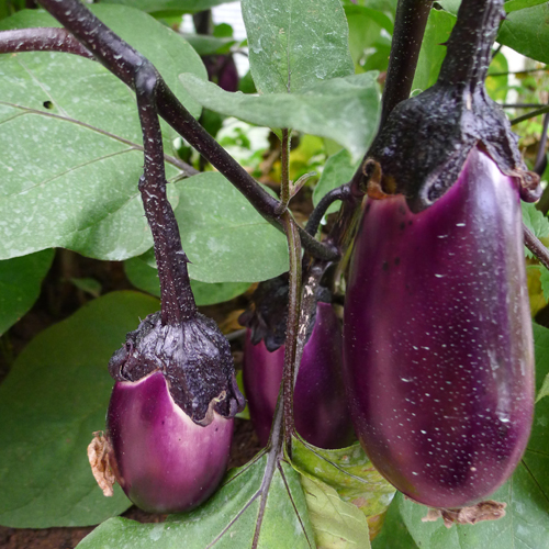 Eggplant variety Vera