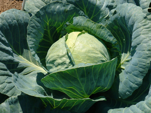 Cabbage variety Tobia (F1)