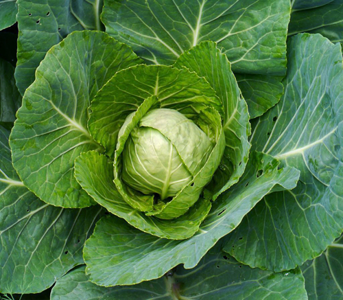 Cabbage variety Golden hectare