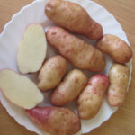 Variedad de patata americana (rosa temprana)