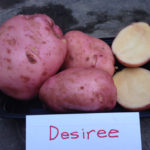 Varietà di patate Desiree