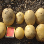 Variedad de patata Agata
