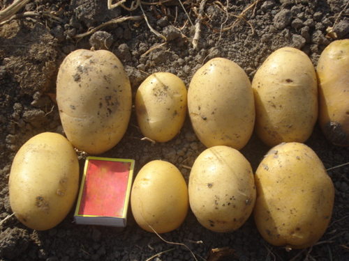 Variedad de patata Agata