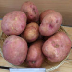 Alena potato variety