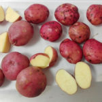 Arosa potato variety