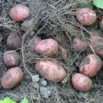 Сорт картофи Ажур