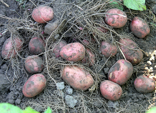Potato variety Azhur