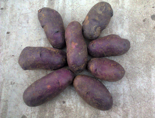 Сорт картофи цигански