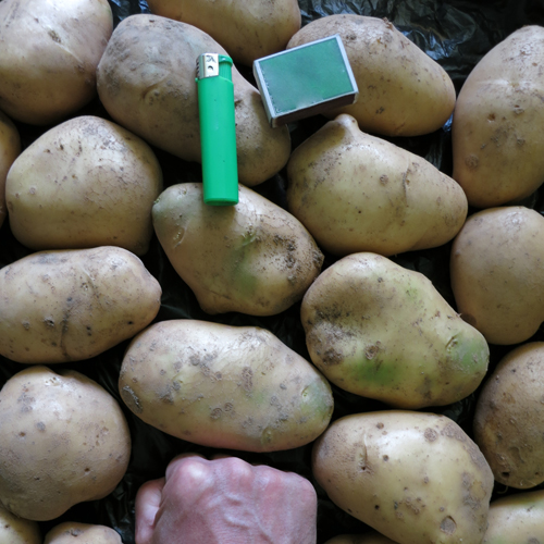Variedad de patata Fritella