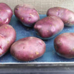 Variedad de patata Blue Danube