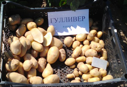 Gulliver potato variety