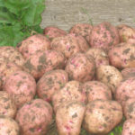 Odmiana ziemniaków Ilyinsky