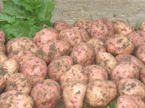 Сорт картофи Илински