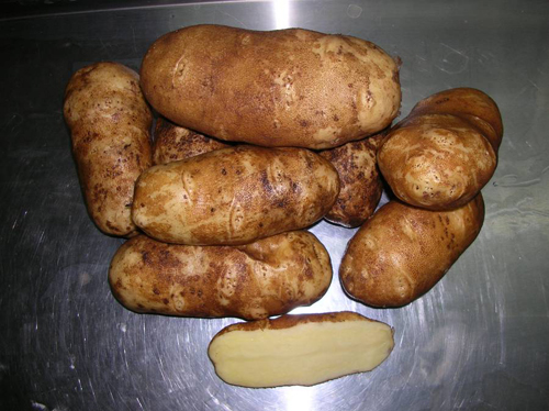 Сорт картофи Иноватор