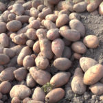 Variedad de patata Kamensky