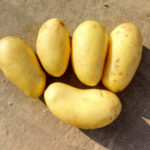 Potato variety Queen Anna