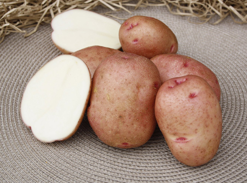 Variedad de patata Guapo