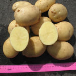 Odmiana ziemniaka Labadia