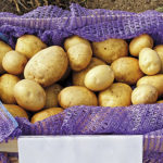 Variedad de patata Lileya (Lileya Belorusskaya)