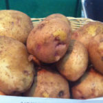 Potato variety Lugovskoy