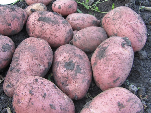 Manifest odmian ziemniaka