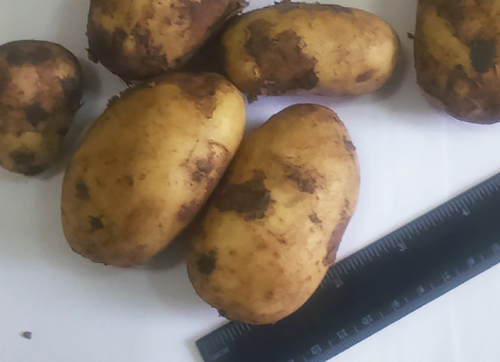 Сорт картофи Надежда