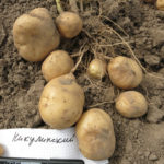 Odmiana ziemniaka Nikulinsky