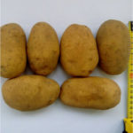 Сорт картофи Рагнеда (Rogneda)