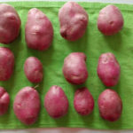 Odmiana ziemniaków Rocco