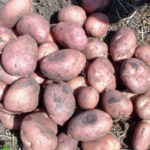 Variedad de patata Romano