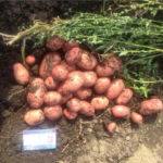 Variedad de patata Rosalind